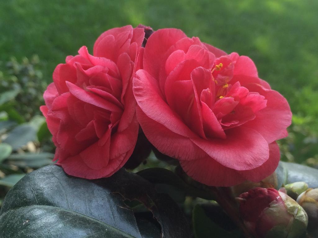 Il Cantelino Падуя Номер фото